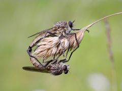 Raubfliegen bei der Paarung (1)