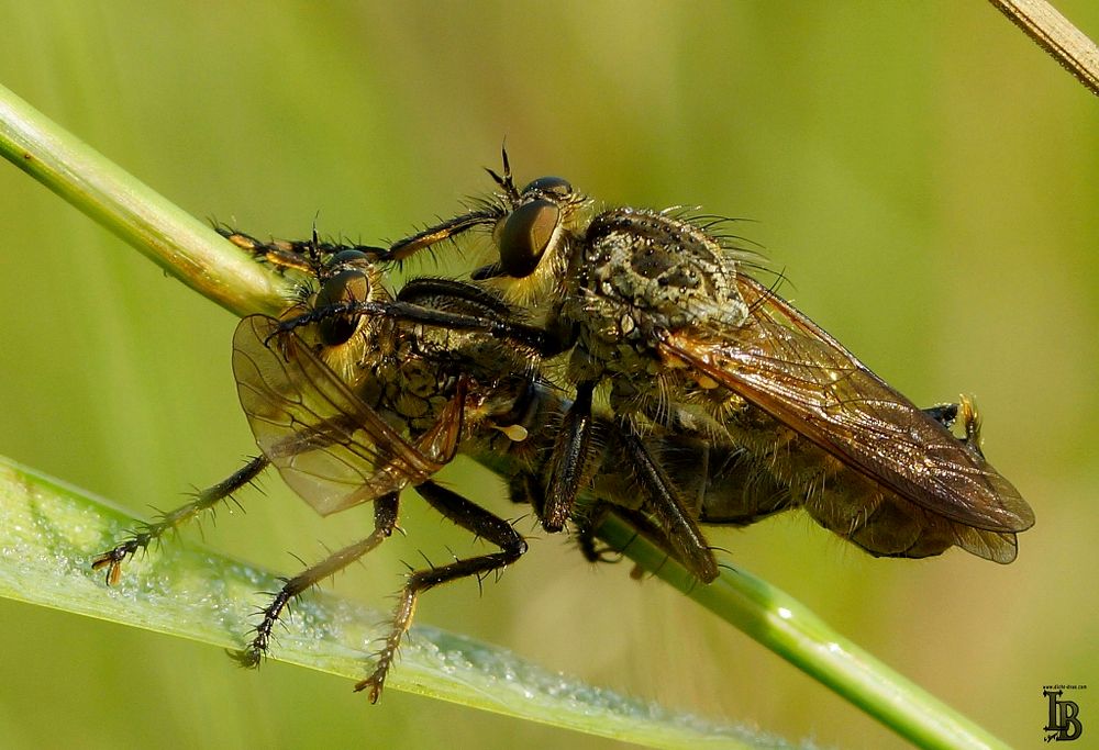 Raubfliegen bei der Paarung