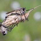 Raubfliegen bei der Paarung (2)