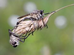 Raubfliegen bei der Paarung (2)