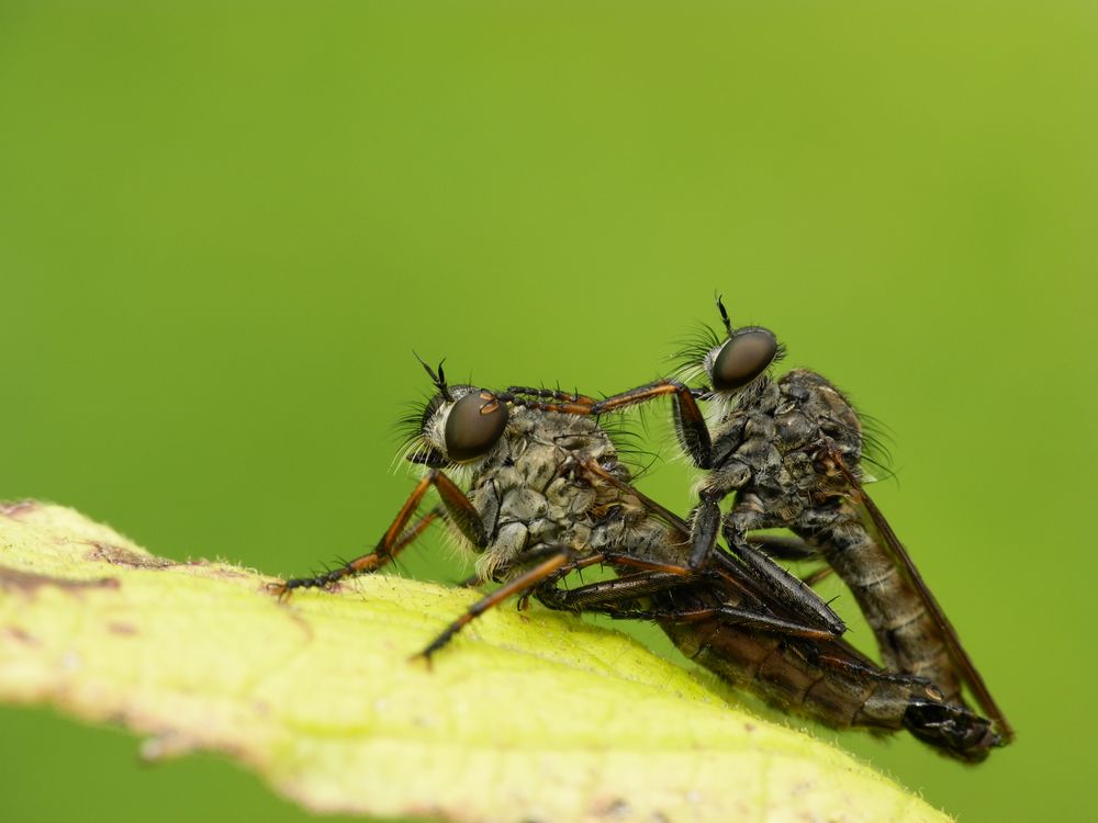 Raubfliegen bei der Paarung (3)