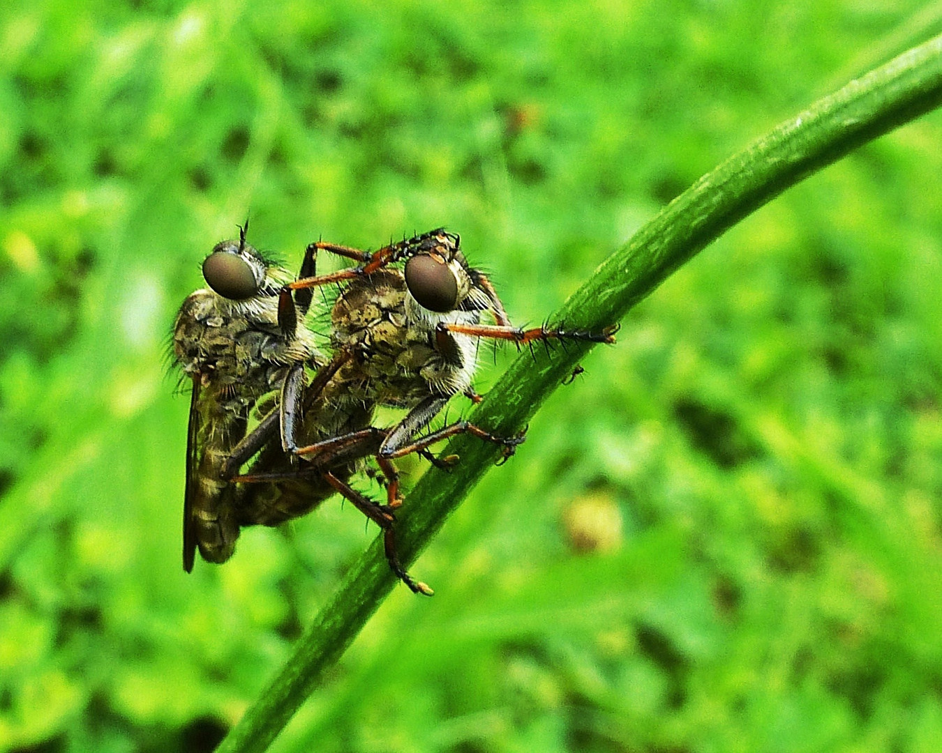 Raubfliegen beim tete-a-tete