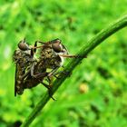 Raubfliegen beim tete-a-tete