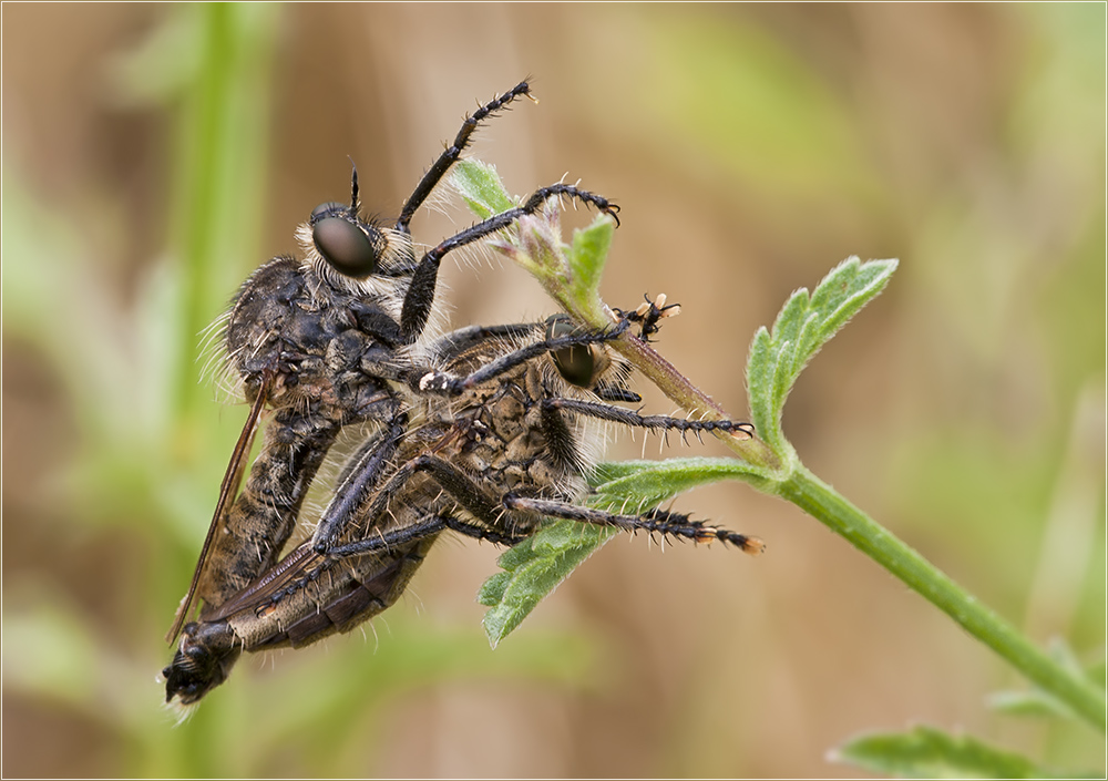 Raubfliegen