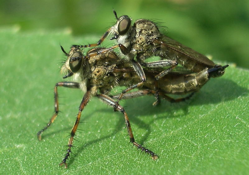 Raubfliegen von Wencke Kuhfahl