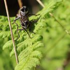 Raubfliegen in der Liebeslaube