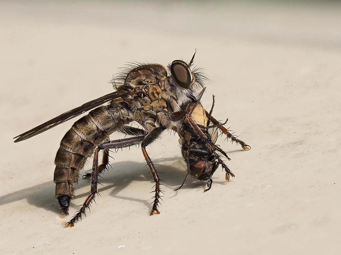 Raubfliegen oder Jagdfliegen (Asilidae)