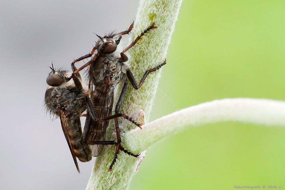 Raubfliegen oder Jagdfliegen (Asilidae) ...