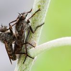 Raubfliegen oder Jagdfliegen (Asilidae) ...