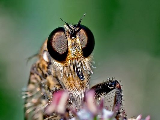 Raubfliegen-Porträt - Face à face avec une mouche...