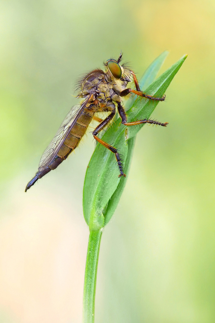 Raubfliegenmädchen