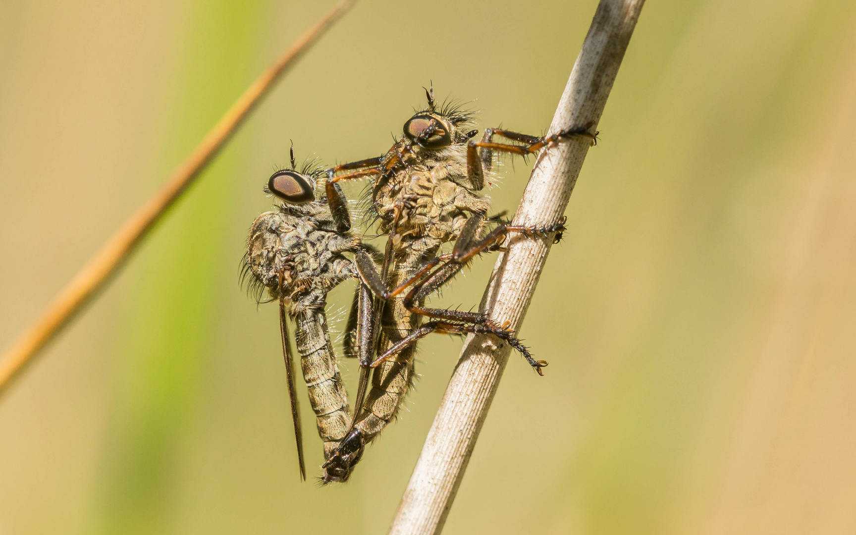 Raubfliegenpaar im Gras