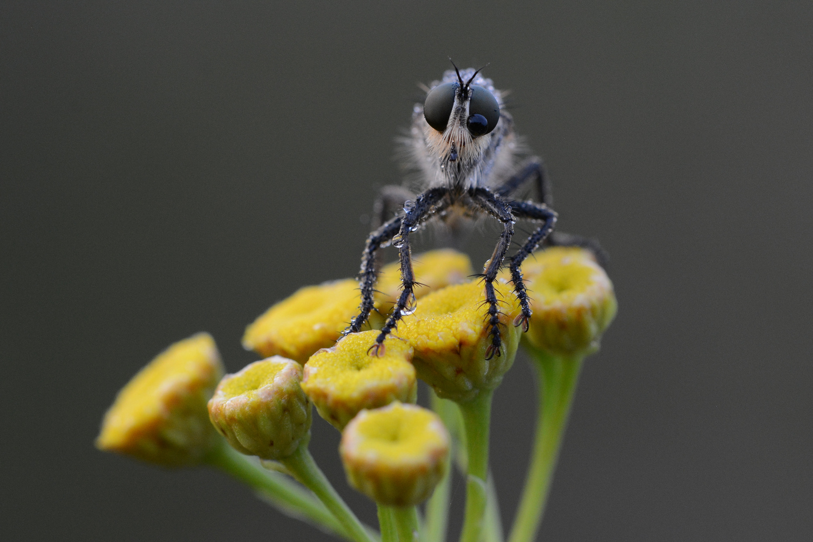 Raubfliegenportrait