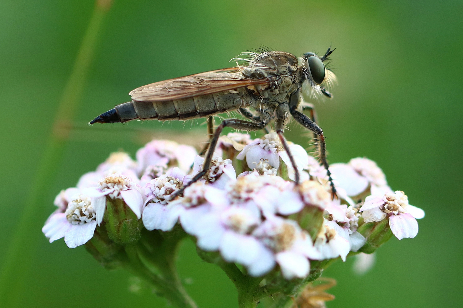 Raubfliegenportrait