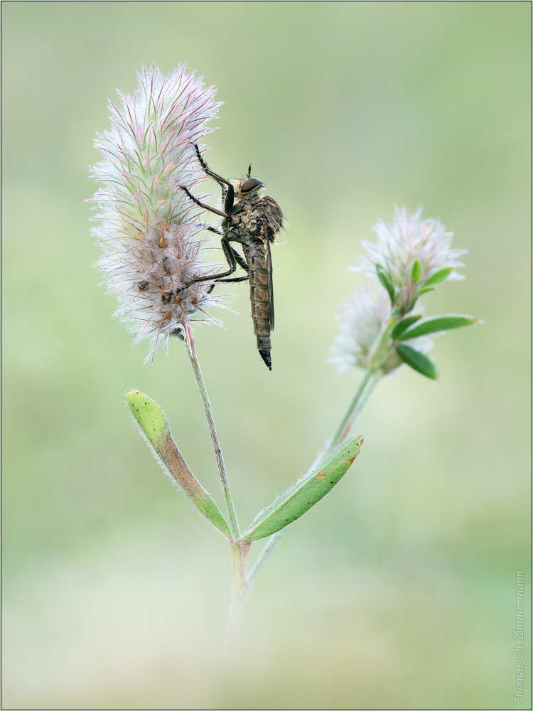 Raubflieger ...