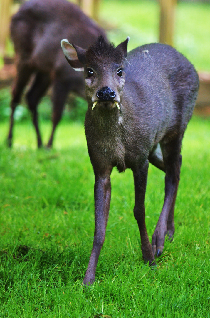 Raubhirsch ?