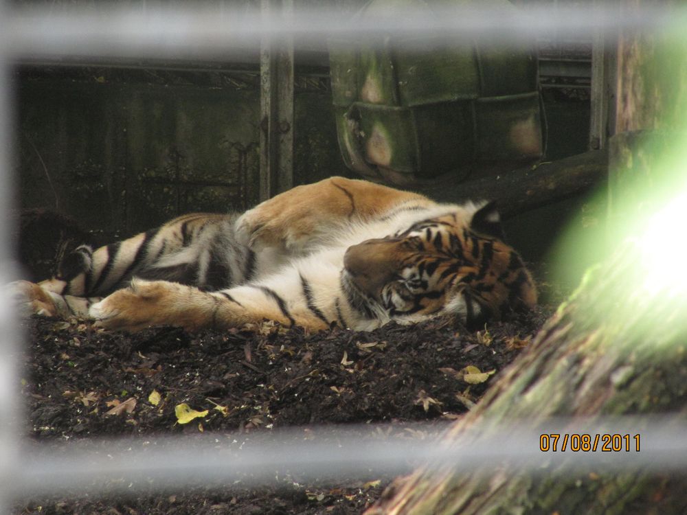Raubkatze Foto & Bild archiv, a r c h i v aktuell, wilde katzen