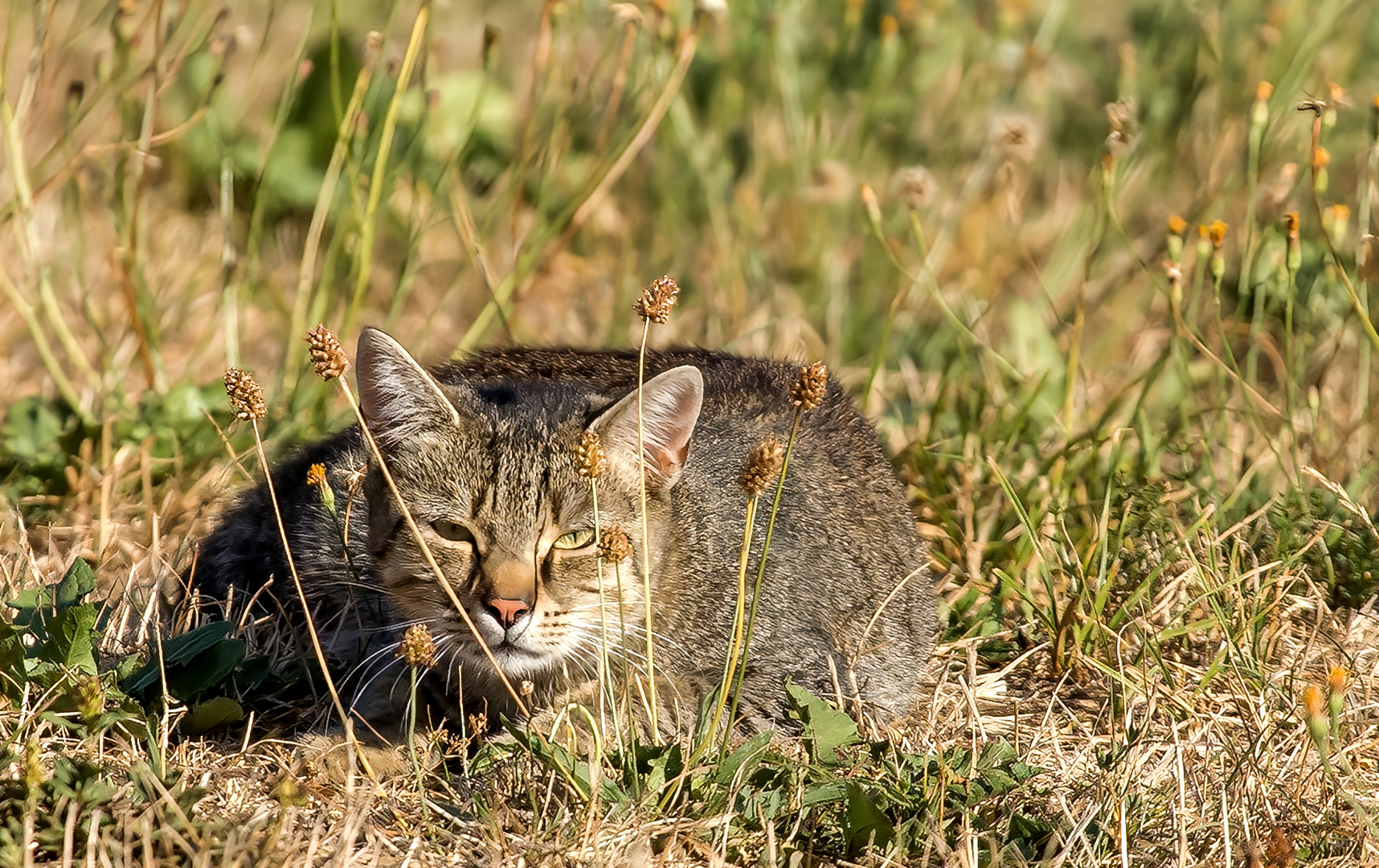 Raubkatze