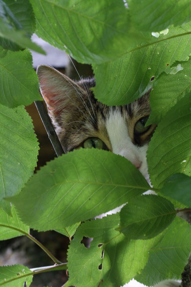 Raubkatze guckt, ob keiner guckt von Hai-Happen 