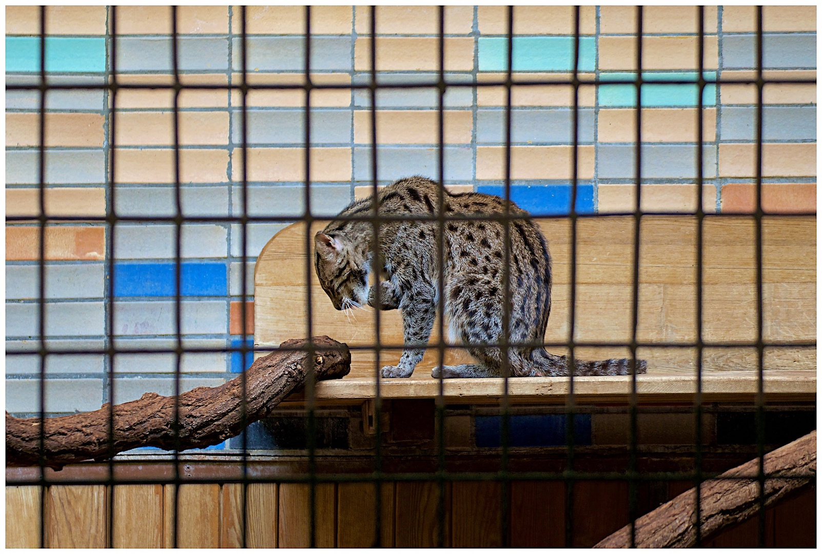 Raubkatze hinter Gittern