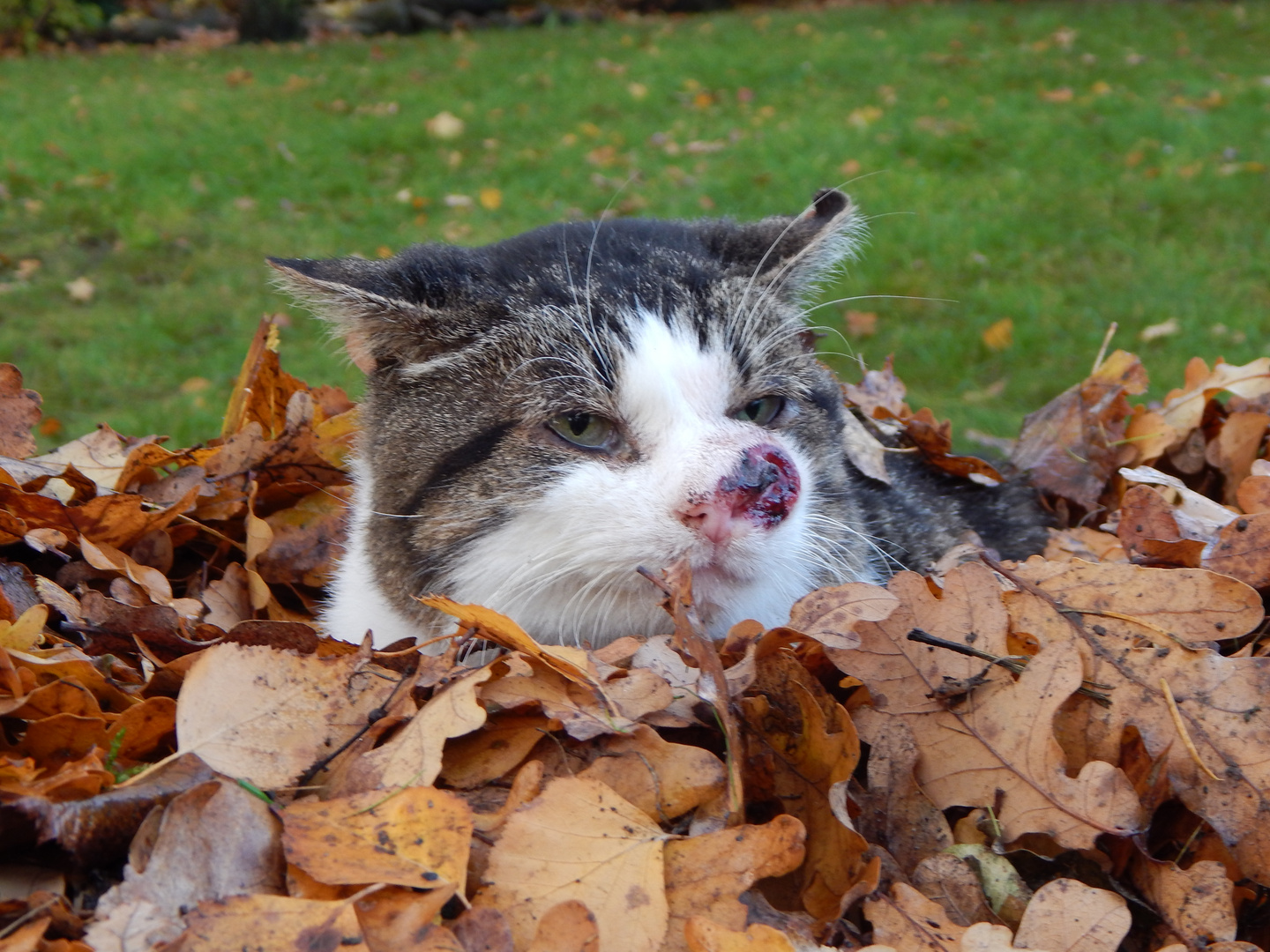 Raubkatze im Laubhaufen