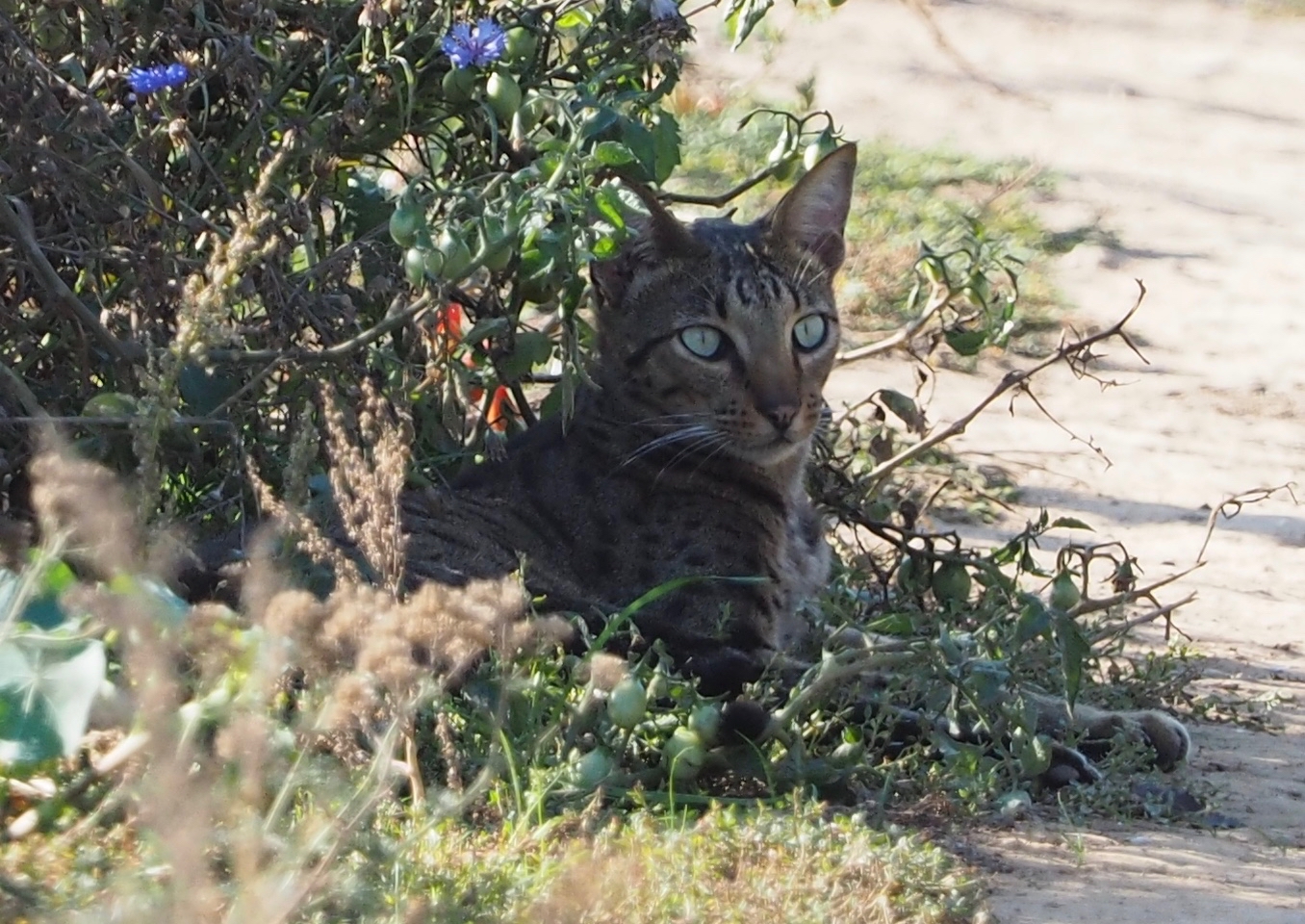 Raubkatze im Schatten