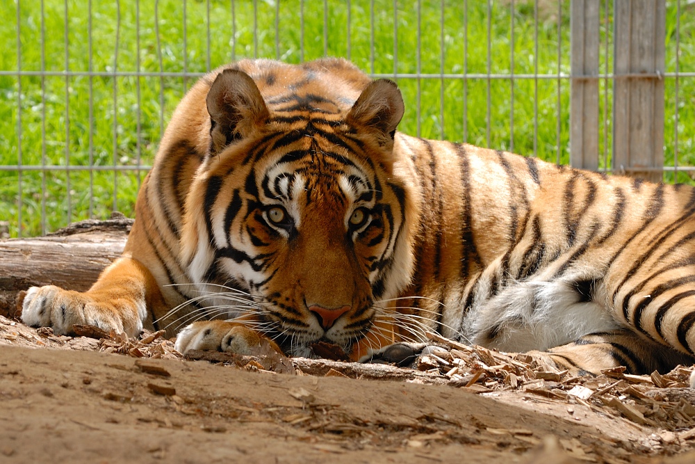Raubkatzenstation Tiger beobachtet