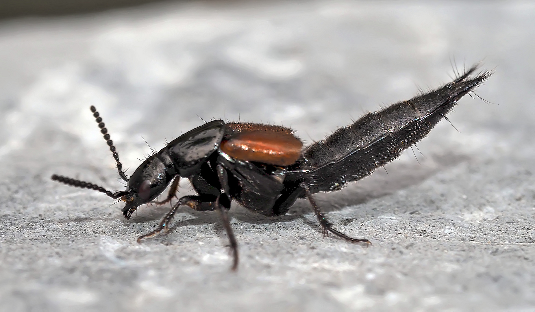 Raubkurzflügler, vielleicht Philonthus spinipes. - Un coléoptère...