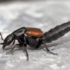 Raubkurzflügler, vielleicht Philonthus spinipes. - Un coléoptère...