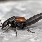 Raubkurzflügler, vielleicht Philonthus spinipes. - Un coléoptère...