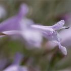 Raublatt - Salbei (Salvia scabra)......