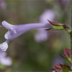 Raublatt - Salbei (Salvia scabra)