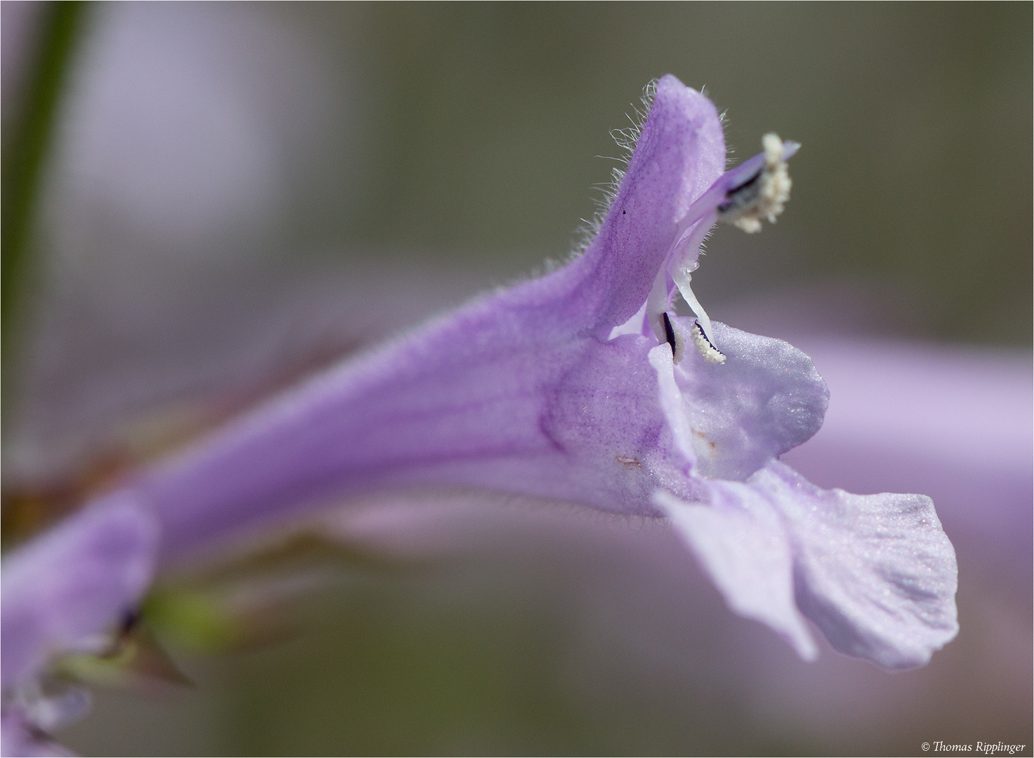 Raublatt - Salbei (Salvia scabra)....