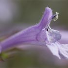 Raublatt - Salbei (Salvia scabra)....