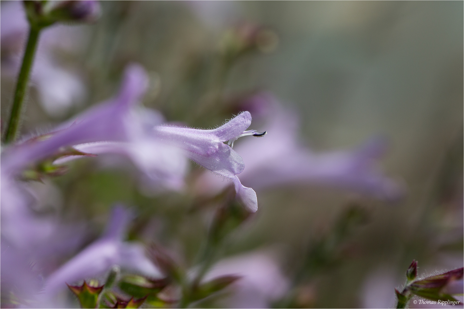 Raublatt - Salbei (Salvia scabra)