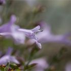 Raublatt - Salbei (Salvia scabra)