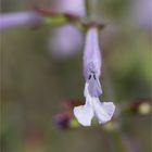 Raublatt - Salbei (Salvia scabra)..