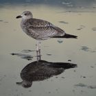  Raubmöve bei Nacht in Büsum , Möve im Mondlicht 