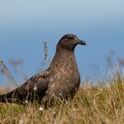 Raubmöwe (Skua)