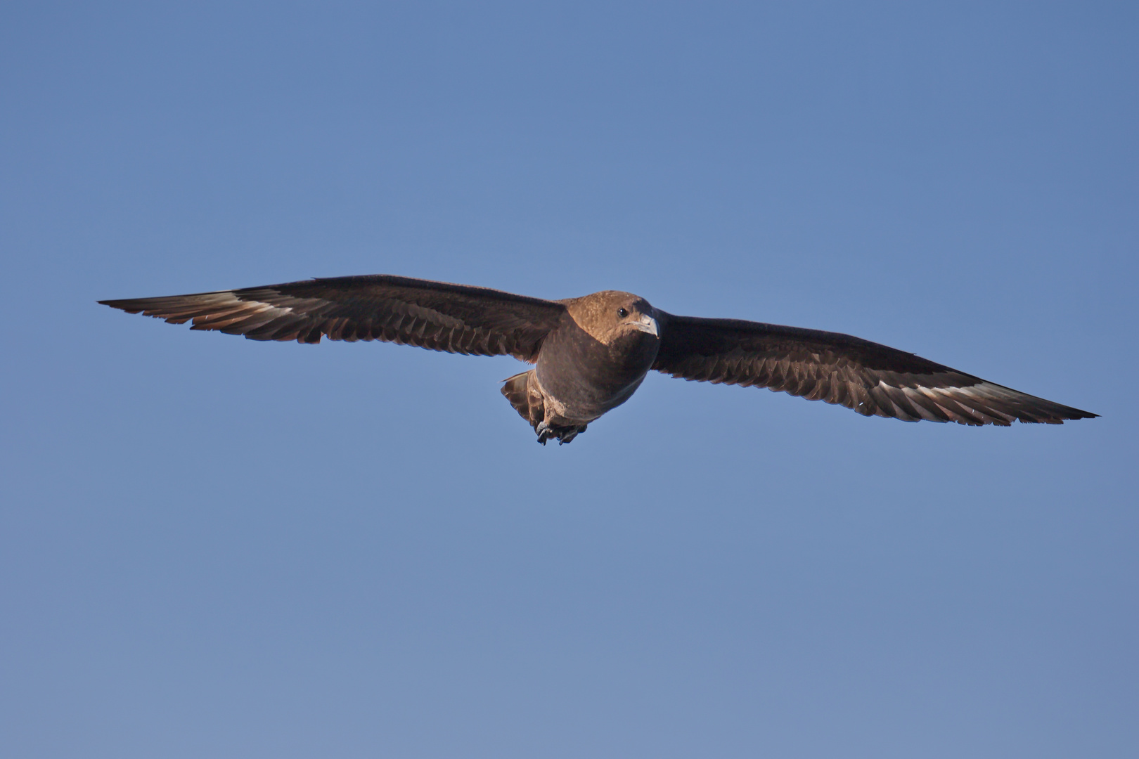 Raubmöwe über der Plettenberg Bay