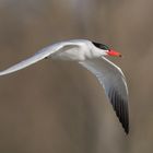 Raubseeschwalbe / Caspian tern