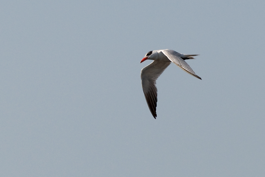 Raubseeschwalbe - Caspian Tern (Hydroprogne caspia)