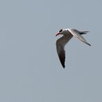 Raubseeschwalbe - Caspian Tern (Hydroprogne caspia)