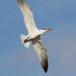 "RAUBSEESCHWALBE" - ein sehr seltener Vogel