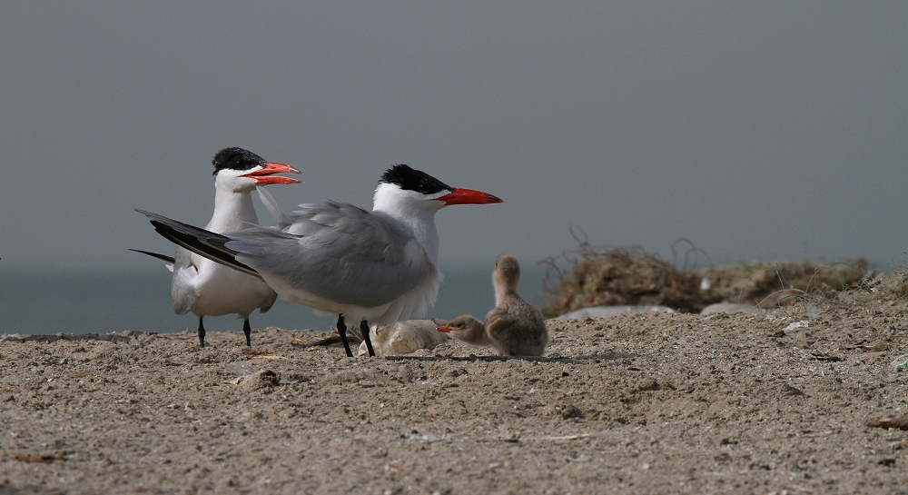 Raubseeschwalbe (Hydroprogne caspia) – Gambia - Westafrika