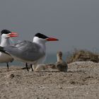 Raubseeschwalbe (Hydroprogne caspia) – Gambia - Westafrika