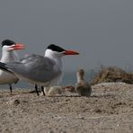 Raubseeschwalbe (Hydroprogne caspia) – Gambia - Westafrika