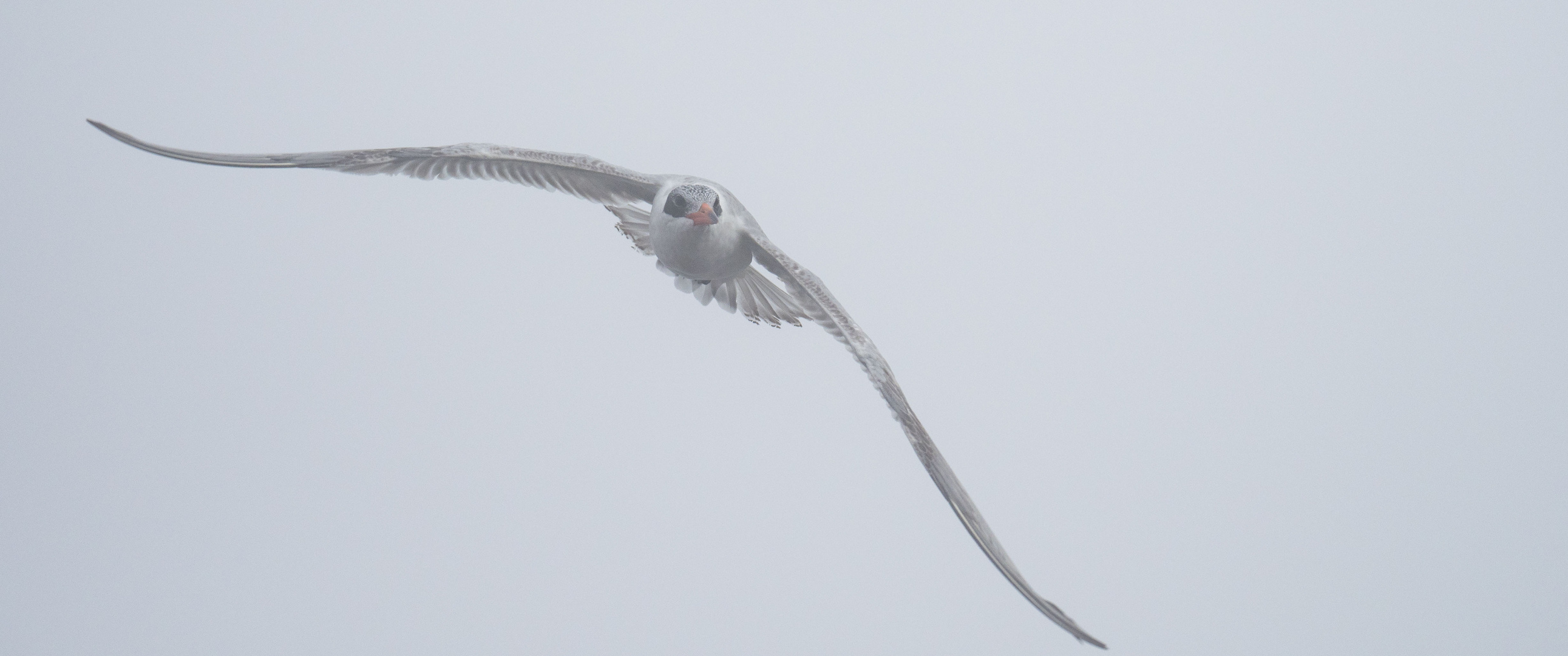 Raubseeschwalbe im Nebel