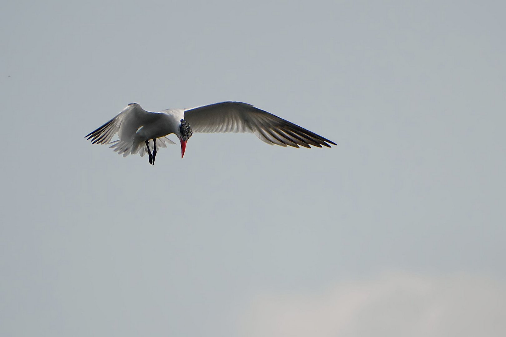 Raubseeschwalbe im Rüttelflug