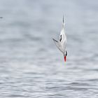 Raubseeschwalbe // Öland